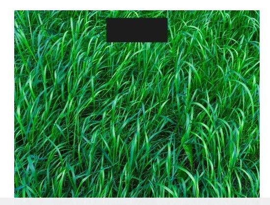 Ваги електронні підлогові DBS-01G Grass 30х30 см K
